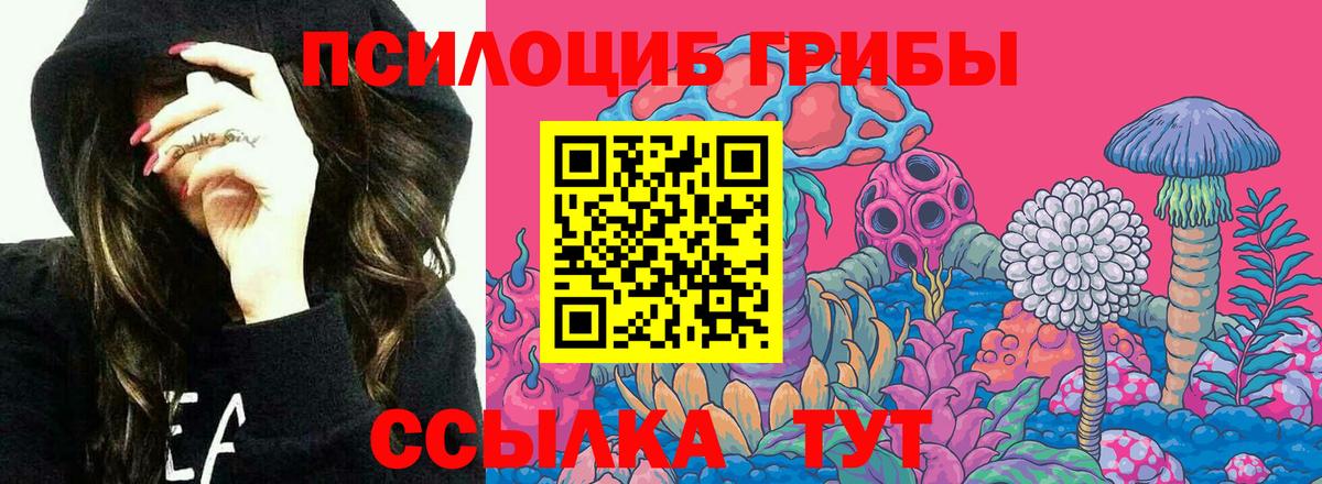 Псилоцибиновые грибы Psilocybe Полевской